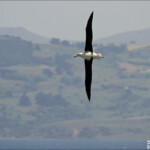 Albatros de Sanford, Taiaroa Head colony