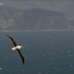 Albatros de Sanford, Taiaroa Head colony
