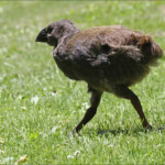 Poussin de Takahé, Ile de Tiritiri