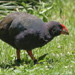 Takahé, Ile de Tiritiri