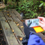 Miro rubisole, Ulva Island