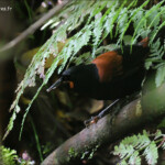 Créadion rounoir, Ulva Island