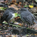 Nourrissage, Miro rubisole, Ulva Island