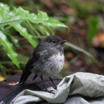 Miro rubisole, Ulva Island