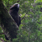 Kaka, nestor superbe, Ulva Island