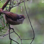 Mohoua pipipi, Ulva Island