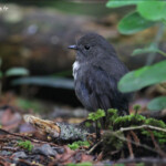 Miro rubisole, Ulva Island