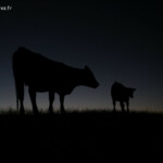 Sur le chemin du retour, la nuit toutes les vaches sont grises