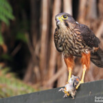 Faucon de Nouvelle-Zélande