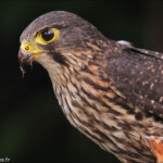Faucon de Nouvelle-Zélande
