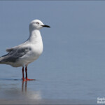 Mouette de Buller, Farewell Spit