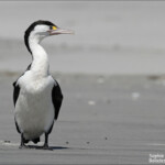 Cormoran varié, Farewell Spit