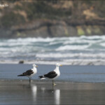 Goélands de Kelp, Farewell Spit