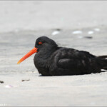 Huîtrier variable,Farewell Spit