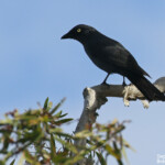Echenilleur calédonien, Domaine de Déva