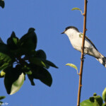 Echenilleur pie, Domaine de Déva