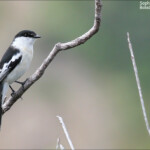 Echenilleur pie, Domaine de Deva