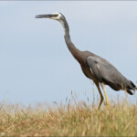 Aigrette à face blanche, Domaine de Deva