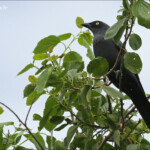 Echenilleur calédonien, Domaine de Deva