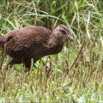 Weka, Oparara Basin