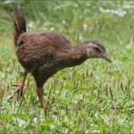 Weka, Oparara Basin