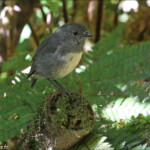 Miro rubisole, Oparara Basin