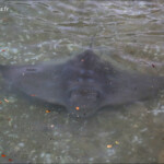 Raie dans Marlborough Sound