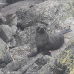 Otaries à fourrure bagué, Colonie de Tauranga, Westport