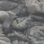 Otaries à fourrure, femelle et jeune, Colonie de Tauranga, Westport