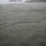 Brume sur la baie de Tauranga