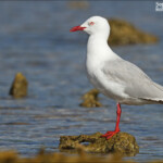 Mouette australienne sur l'îlot Tibarama