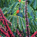 Loriquet à tête bleue, Poindimié