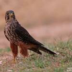 Faucon de Nouvelle-Zélande