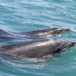 Grands dauphins dans Bay of islands