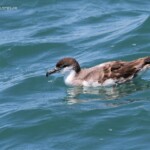Puffin de Buller, Bay of islands
