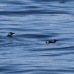 Manchot pygmée, Bay of islands