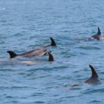 Grands dauphins dans Bay of islands