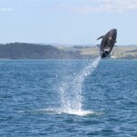 Grands dauphins dans Bay of islands