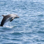 Jeune Grand dauphin dans Bay of islands