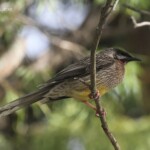 Méliphage à barbe, Red Wattlebird, Jardin botanique de Perth