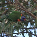 Loriquet à tête bleue, Rainbow Lorikeet, Jardin botanique de Perth