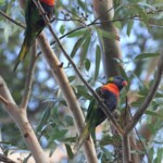 Loriquet à tête bleue, Rainbow Lorikeet, Jardin botanique de Perth