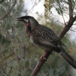 Méliphage à barbe, Red Wattlebird, Jardin botanique de Perth