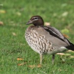Canard à crinière femelle, Maned Duck, Jardin botanique de Perth