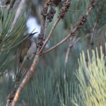 Méliphage brunâtre, Brown Honeyeater, Jardin botanique de Perth