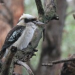 Martin-chasseur géant, Laughing Kookaburra, Jardin botanique de Perth