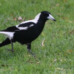 Cassican flûteur, Australasian Magpie, Jardin botanique de Perth