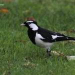 Gralline pie, Magpie-lark, jardin botanique de Perth