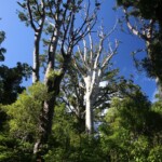 Kauri blanchi