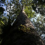 Kauri